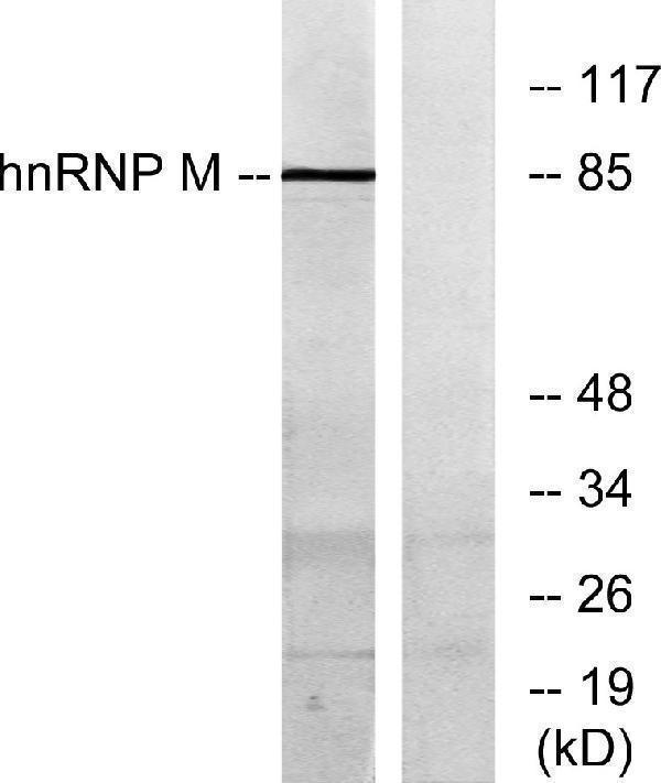 a06017 hnrnpm primary antibodies wb testing 3