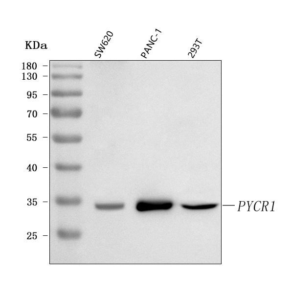  Western blot analysis of PYCR1 using anti-PYCR1 antibody (A06018-1)