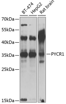 Western blot analysis of extracts of various cell lines, using PYCR1 antibody  at 1:1000 dilution