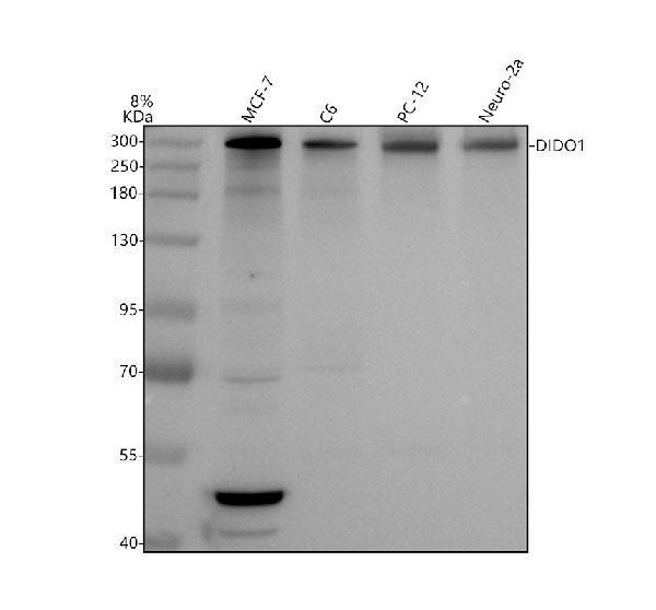 Western blot analysis of DIDO1 using anti-DIDO1 antibody (A06019-1)