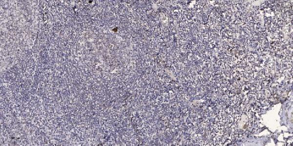 a06019 dido1 primary antibodies ihc testing 1