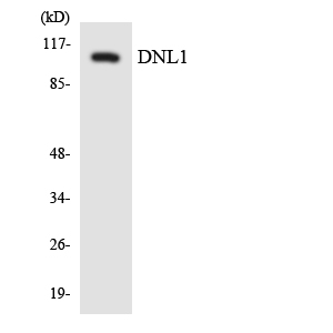 Western blot analysis of the lysates from HepG2 cells using DNL1 antibody