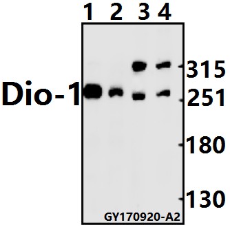 Western blot (WB) analysis of Dio-1 (S186) pAb at 1:500 dilution
Lane1:PC3 whole cell lysate(20ug)
Lane2:HEK293T whole cell lysate(20ug)
Lane3:C6 whole cell lysate(40ug)
Lane4:CT26 whole cell lysate(40ug)
