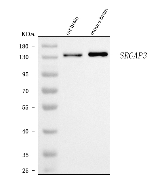a06020 1 srgap3 primary antibodies wb testing 1