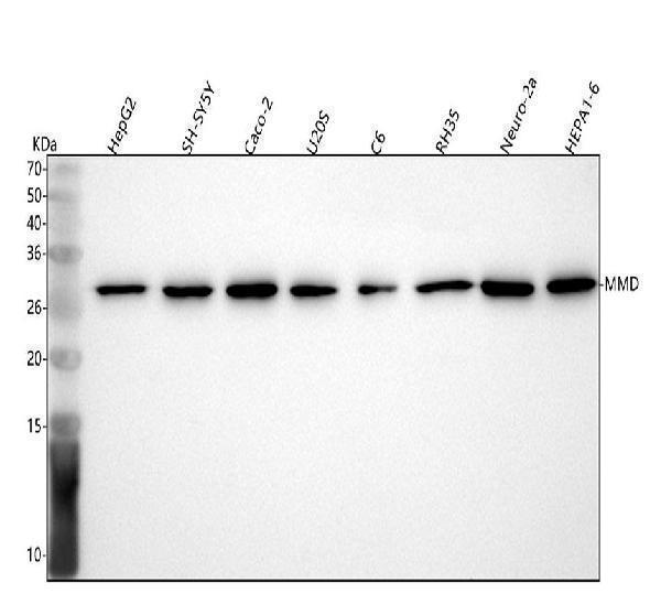 a06022 mmd primary antibodies wb testing 1