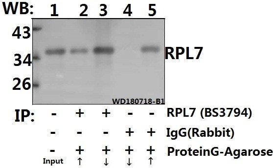 a06025 1 rpl7 primary antiboties ip testing 4