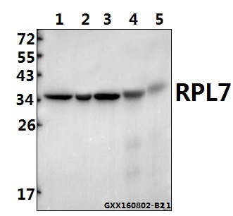 a06025 1 rpl7 primary antiboties wb testing 1