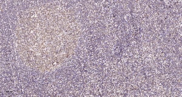 a06025 rpl7 primary antibodies ihc testing 1