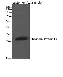a06025 rpl7 primary antibodies wb testing 3