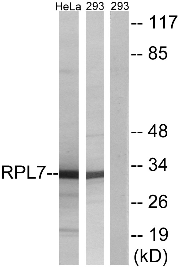 a06025 rpl7 primary antibodies wb testing 4