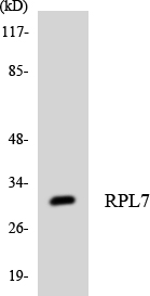a06025 rpl7 primary antibodies wb testing 5