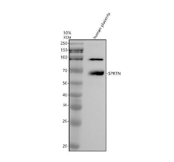 a06028 2 sprtn primary antibodies wb testing 1