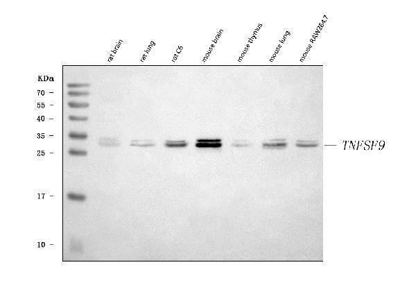  Western blot analysis of 4-1BBL/Tnfsf9 using anti-4-1BBL/Tnfsf9 antibody (A06032-2)