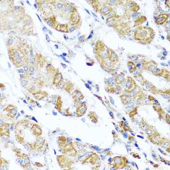 a06034 dars2 primary antiboties ihc testing 4