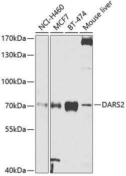 a06034 dars2 primary antiboties wb testing 1