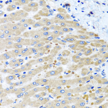 a06034 dars2 primary antiboties wb testing 2