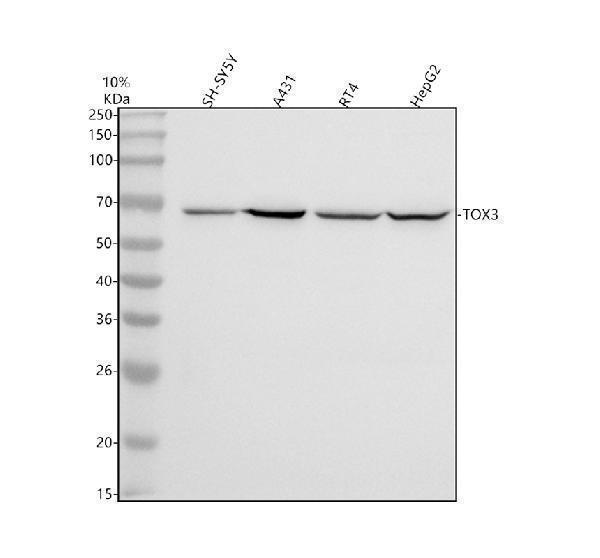  Western blot analysis of TOX3 using anti-TOX3 antibody (A06035-1)