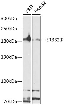 a06036 erbin primary antiboties wb testing 1