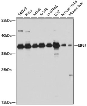Western blot analysis of extracts of various cell lines, using EIF3J antibody  at 1:3000 dilution