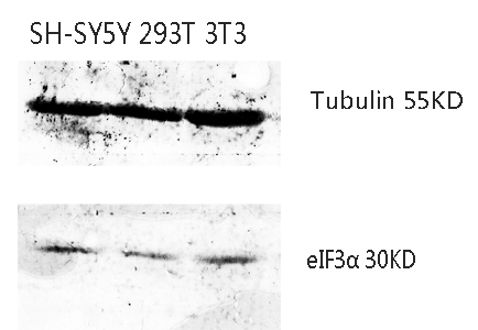 Western Blot analysis of various cells using Antibody diluted at 1:1000