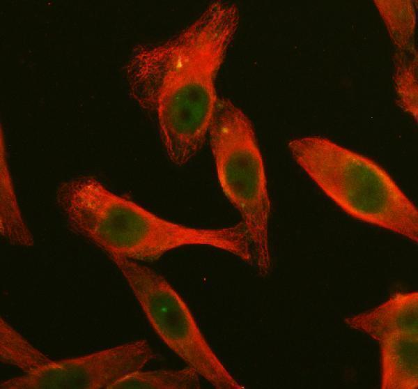 IF analysis of DUSP2 using anti-DUSP2 antibody (A06043-1) and anti-Alpha Tubulin antibody (M03989-3)