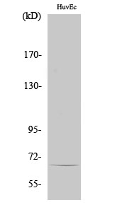 Western Blot (WB) analysis of specific cells using TBX15/18 Polyclonal antibody