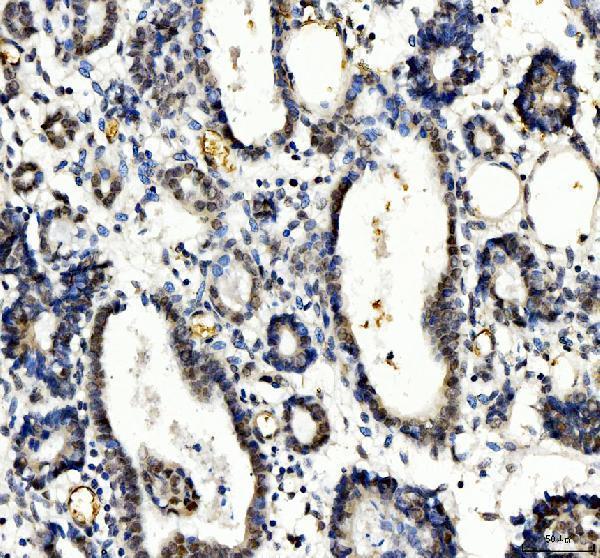  IHC analysis of TBX18 using anti-TBX18 antibody (A06044-2)