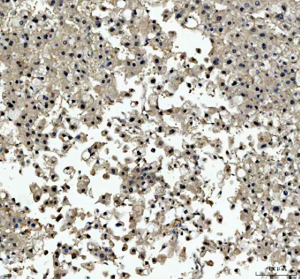  IHC analysis of TBX18 using anti-TBX18 antibody (A06044-2)