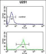 HOXC6 Antibody (C-term) flow cytometric analysis of U251 cells (bottom histogram) compared to a negative control cell (top histogram)