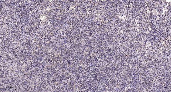a06045 hoxc6 primary antibodies ihc testing 1