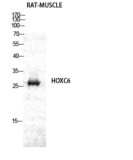 Western Blot analysis of RAT-MUSCLE cells using Hox-C6 Polyclonal Antibody diluted at 1:2000 cells nucleus extracted by Minute TM Cytoplasmic and Nuclear Fractionation kit 