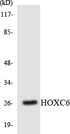 Western blot analysis of the lysates from Jurkat cells using HOXC6 antibody