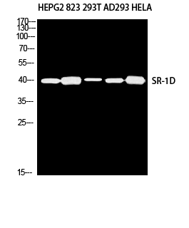 Western Blot (WB) analysis of HepG2 823 293T AD293 HeLa using SR-1D antibody