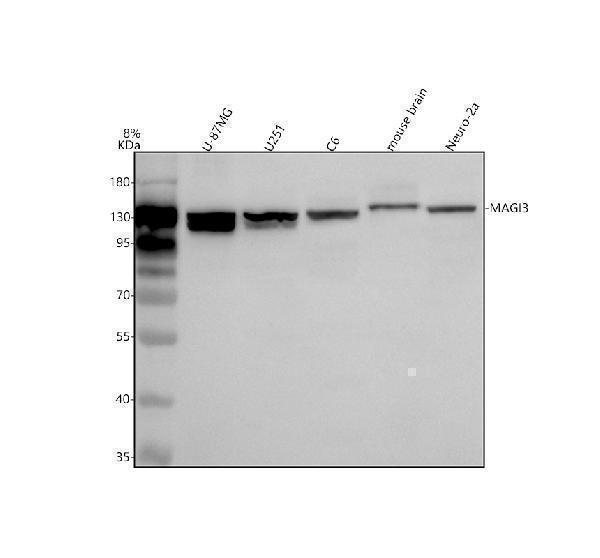Western blot analysis of MAGI3 using anti-MAGI3 antibody (A06048)