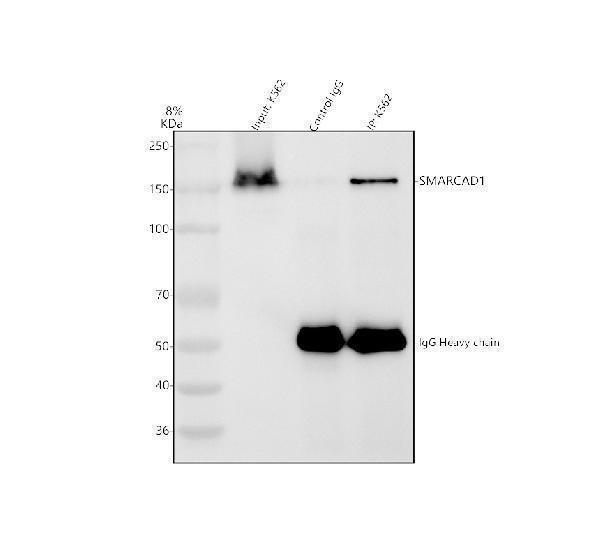 a06049 1 smarcad1 primary antibodies ip testing 9