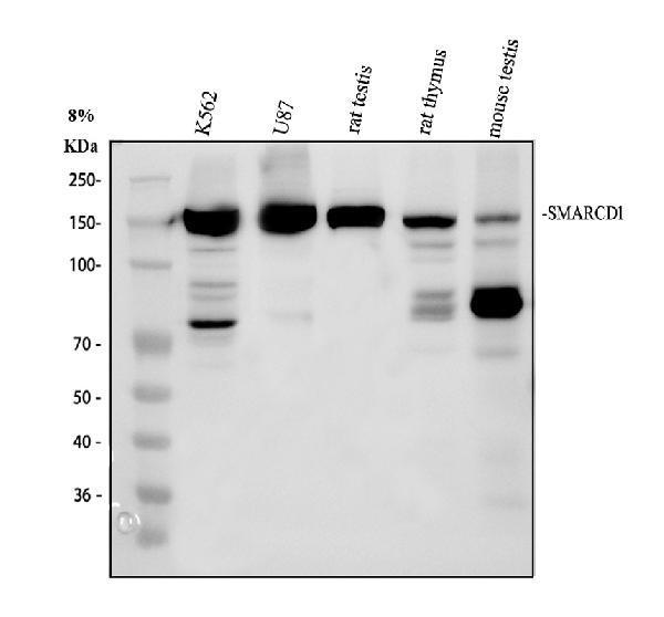 a06049 1 smarcad1 primary antibodies wb testing 1