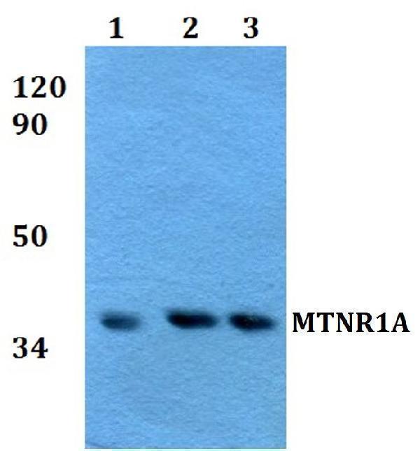 Western blot (WB) analysis of MTNR1A polyclonal antibody at 1:500 dilution
Lane1:A549 whole cell lysate
Lane2:sp2/0 whole cell lysate 
Lane3:PC12 whole cell lysate 