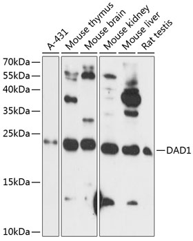 a06054 1 dad1 primary antiboties wb testing 1