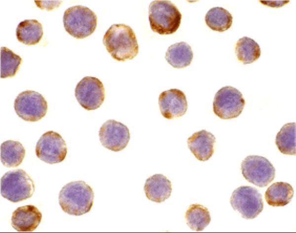 a06054 dad1 primary antibodies icc testing 2
