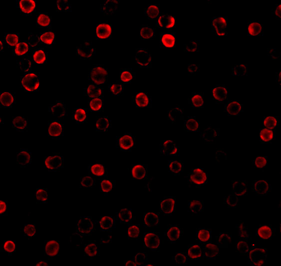 a06054 dad1 primary antibodies if testing 3