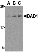 a06054 dad1 primary antibodies wb testing 1
