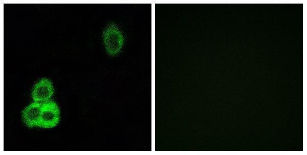 a06056 1 celsr1 primary antibodies if testing 1