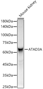 Western blot analysis of Mouse kidney, using ATAD3A antibody  at  1:400 dilution