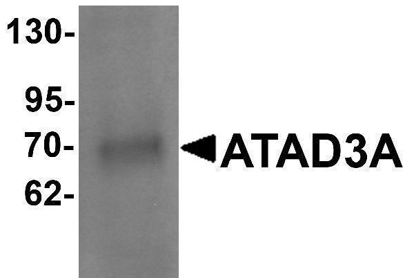 Western blot analysis of ATAD3A in Daudi cell lysate with ATAD3A antibody at 1 μg/mL 