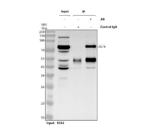 Immunoprecipitating DEF6 in K562 whole cell lysate