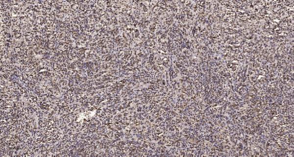 a06059 polr3a primary antibodies ihc testing 1