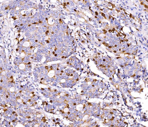 a06060 3 gmnn primary antibodies ihc testing 2