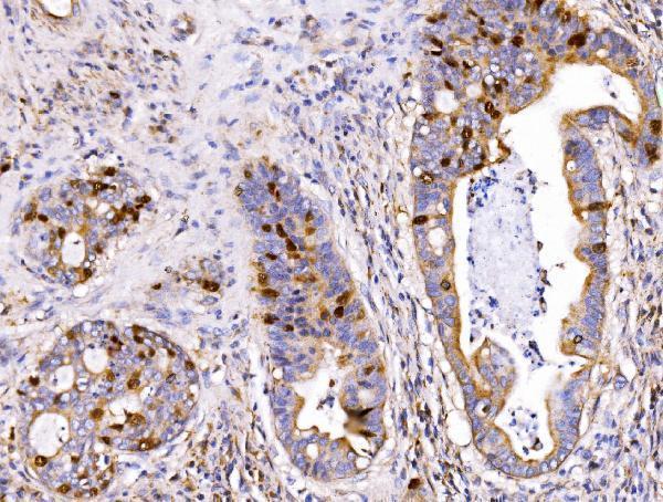 a06060 3 gmnn primary antibodies ihc testing 3