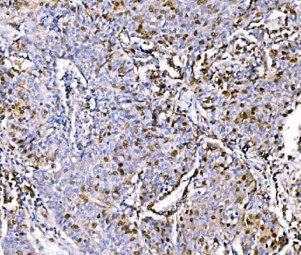 a06060 3 gmnn primary antibodies ihc testing 4