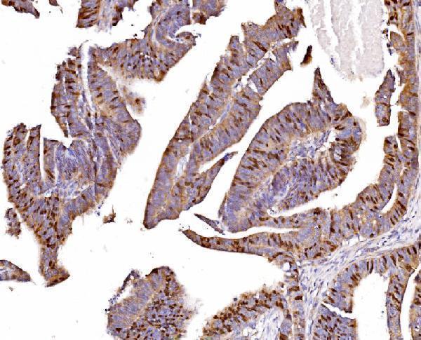 a06060 3 gmnn primary antibodies ihc testing 5